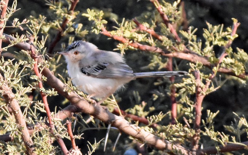 image Cricket warbler